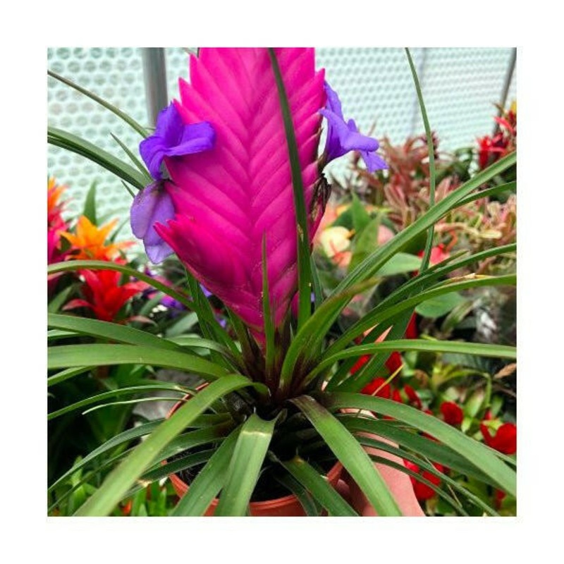 Pink Quill Bromeliad (Tillandsia cyanea) - Medium