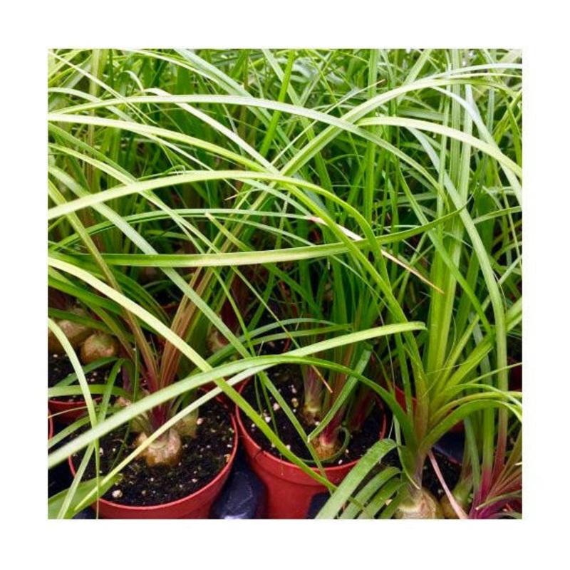 Ponytail palm (Nolina recurvata) - 5.5cm Pot