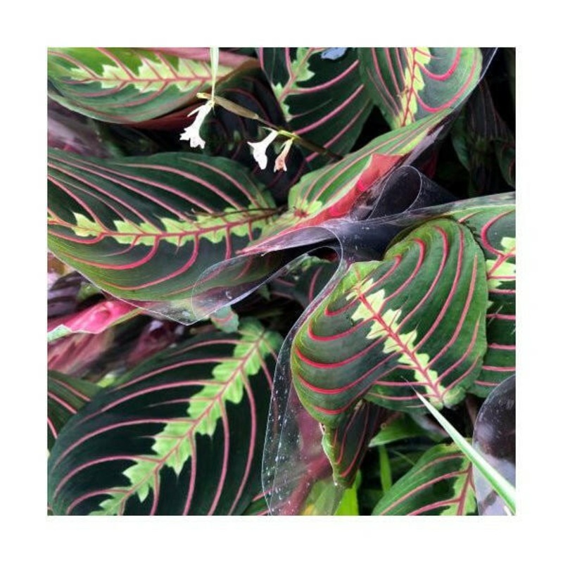Prayer Plant (Maranta leuconeura) - 12cm Pot