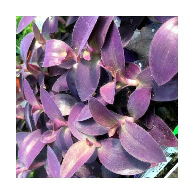 Purple Heart Tradescantia (Tradiscantia pallida) - 7cm Pot