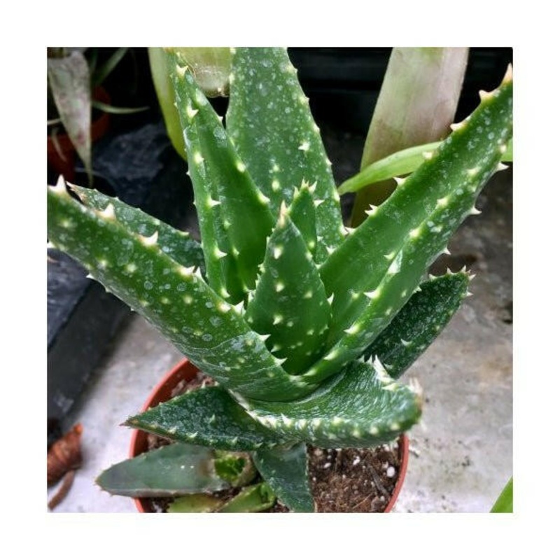 Rubble Aloe - Aloe perfoliata - 8.5cm Pot