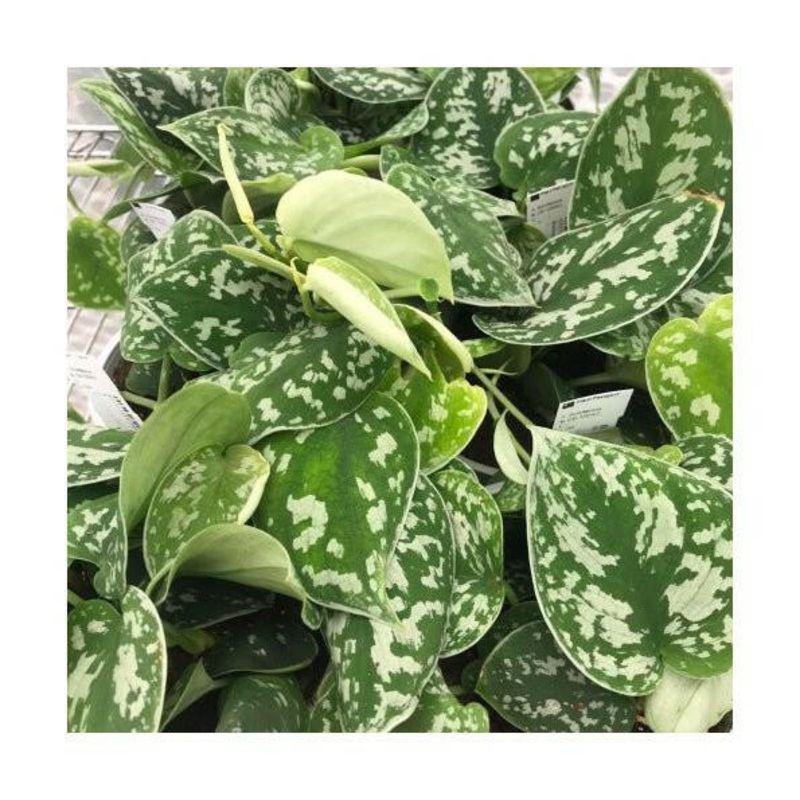 Satin Pothos (Scindapsus pictus) - Large