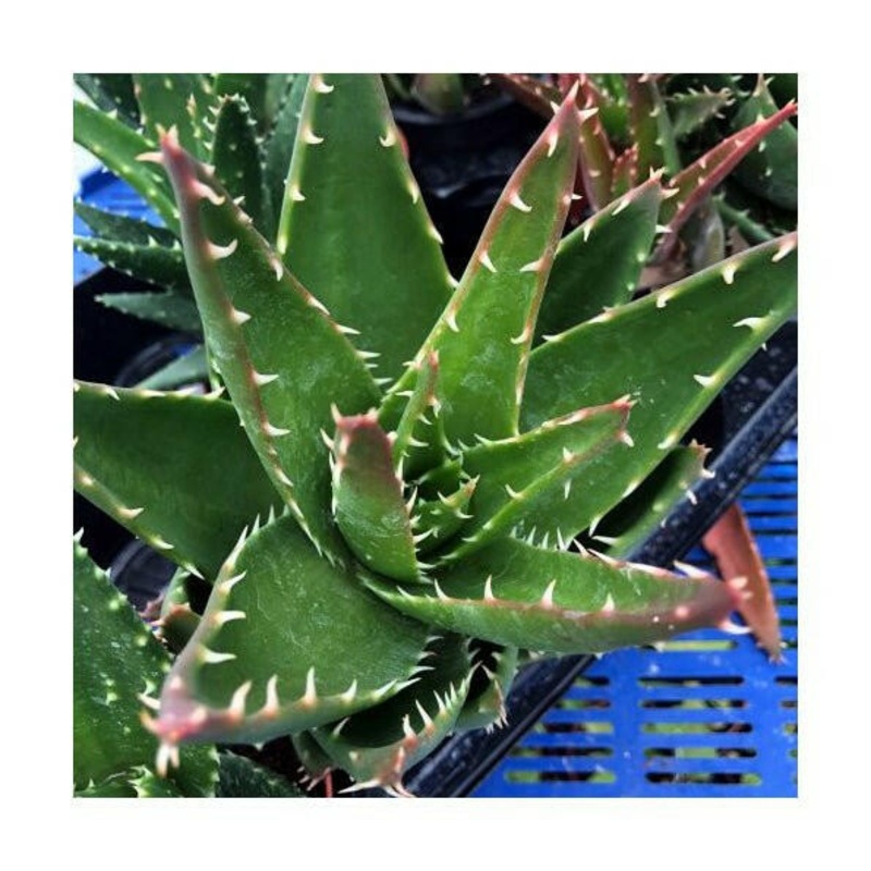 Short-Leaf Aloe (Aloe brevifolia)