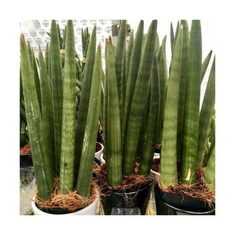 Snake Plant (Sansevieria mikado) - 10cm Pot