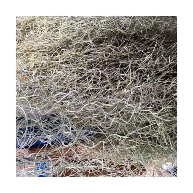Spanish Moss (Tillandsia usneoides)