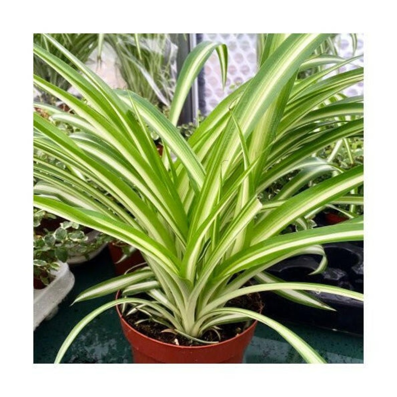 Spider Plant (Chlorophytum comosum) - Large
