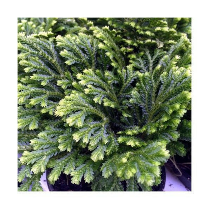 Spike Moss (Selaginella sp.) - 8.5cm Pot