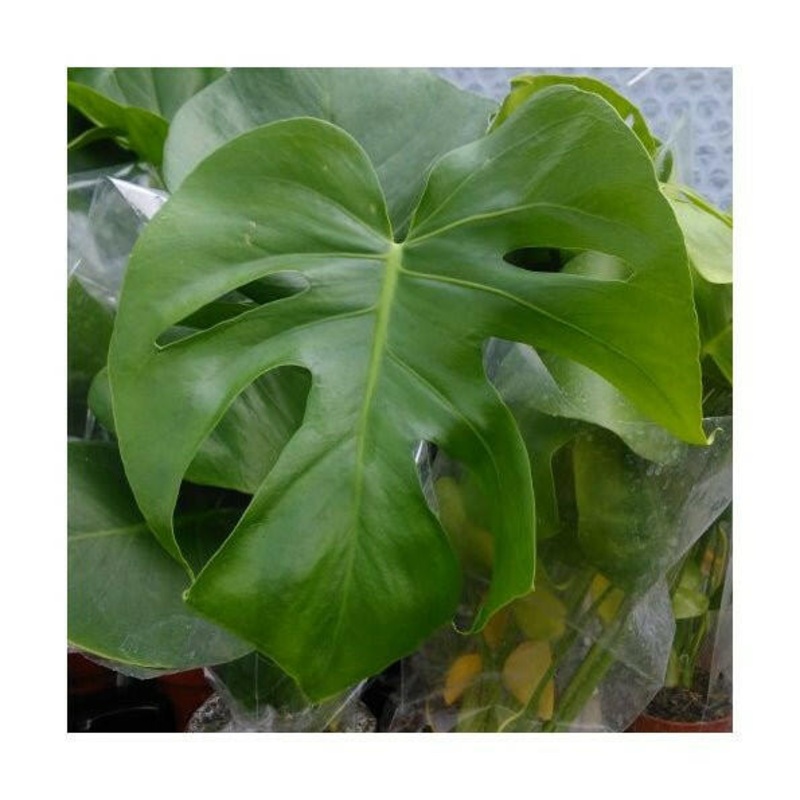Swiss Cheese Plant (Monstera delicoisa) - Large