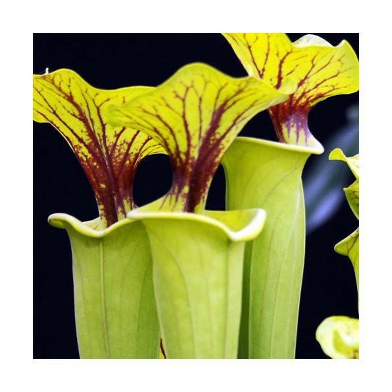 Trumpet Pitcher Plant - Sarracenia x Barba - 8.5cm Pot
