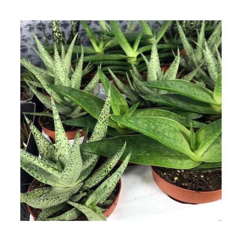 Variegated Aloe (Aloe sp.) - Large