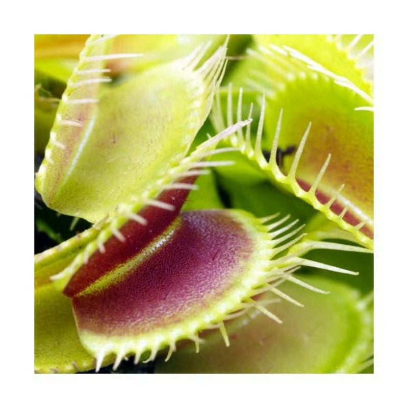 Venus Fly Trap - Dionaea muscipula - 9 cm Pot