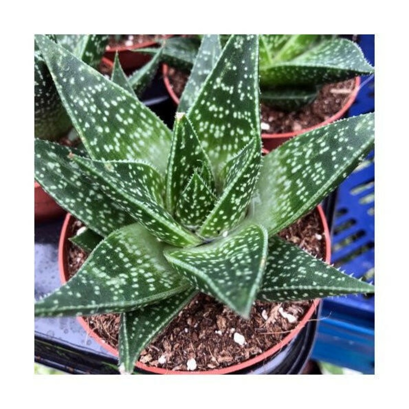 Zebra Haworthia (Haworthia attenuata 'Enon') - 8.5cm Pot