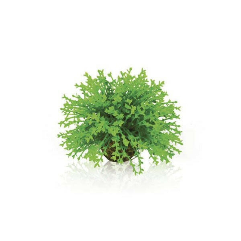 Biorb flower ball