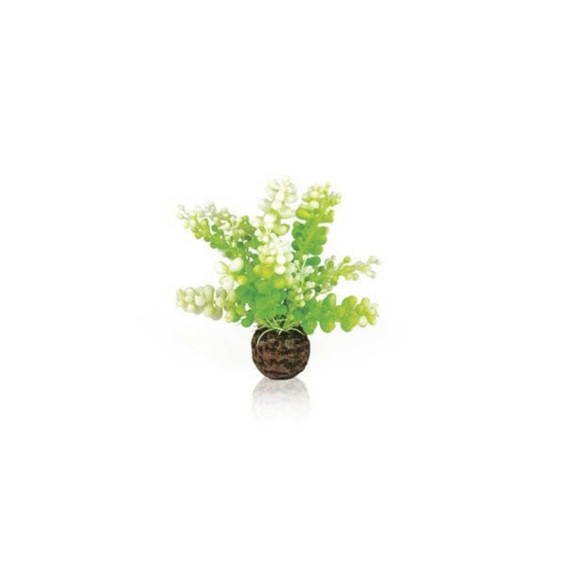 Biorb Aquatic Caulerpa Green