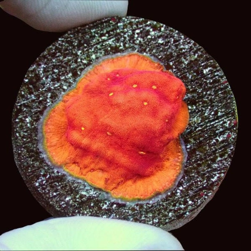 Sun God Leptoseris Frag