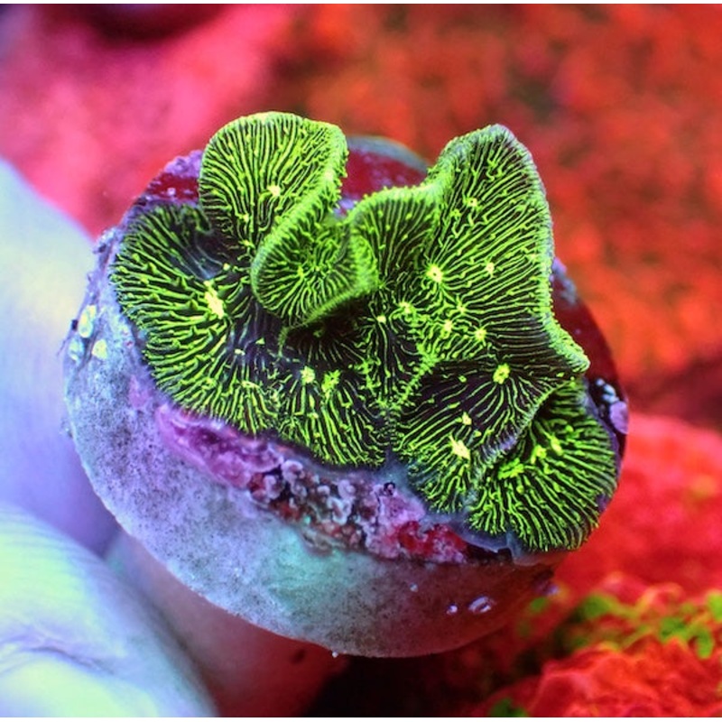 WYSIWYG 391 Green Lettuce Pavona