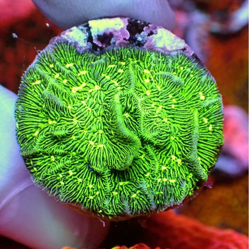 WYSIWYG 392 Green Lettuce Pavona