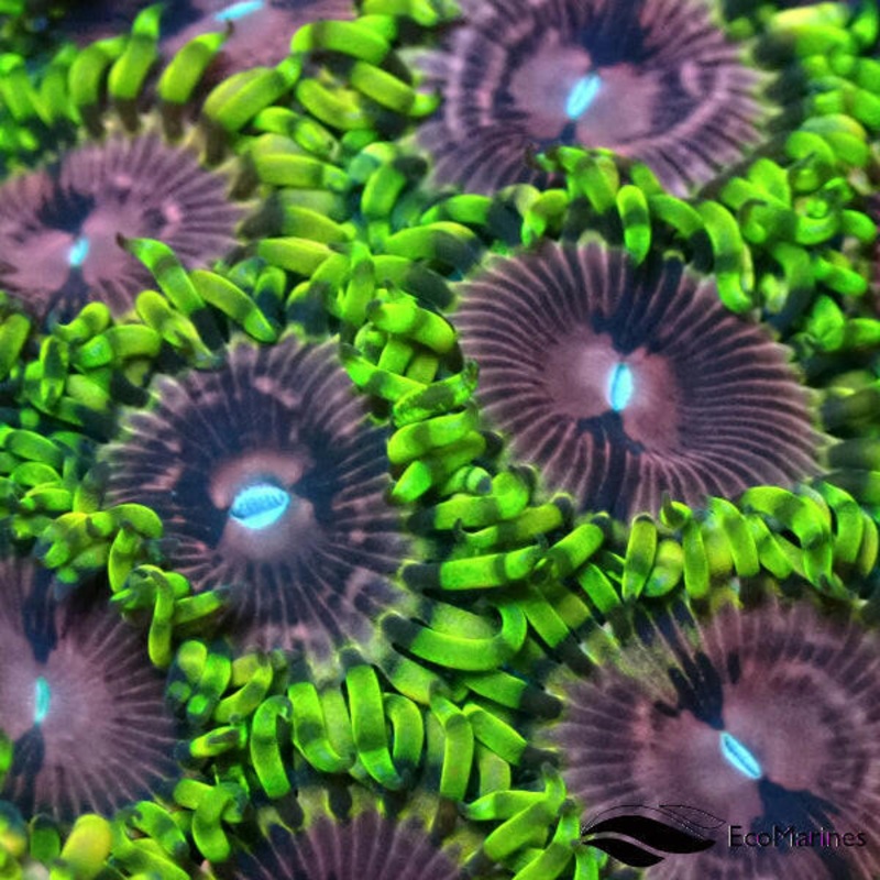Fake Lime Chilli Zoa 5 Polyps