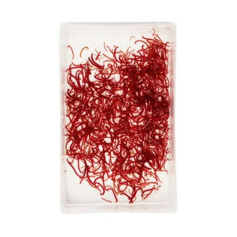 LIVE Bloodworm LARGE (100ml)