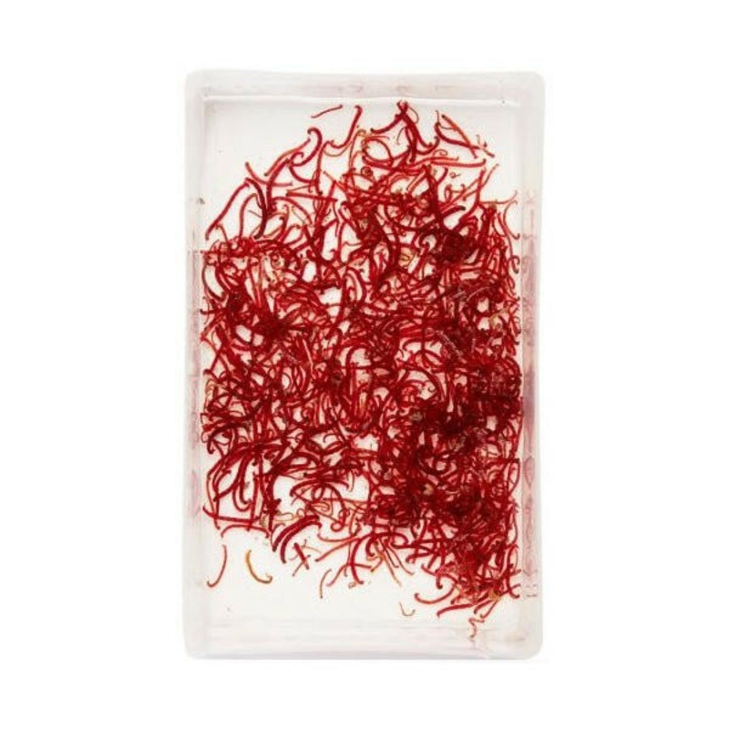LIVE Bloodworm SMALL (100ml)