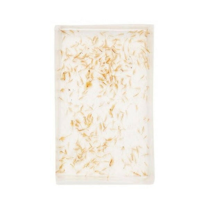 LIVE Brine Shrimp (Artemia) (100ml)