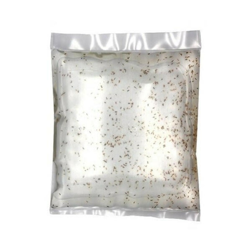 LIVE Copepods (100ml)