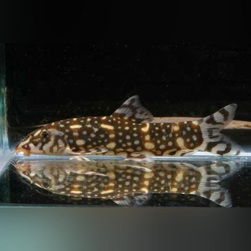 Angelicus Loach