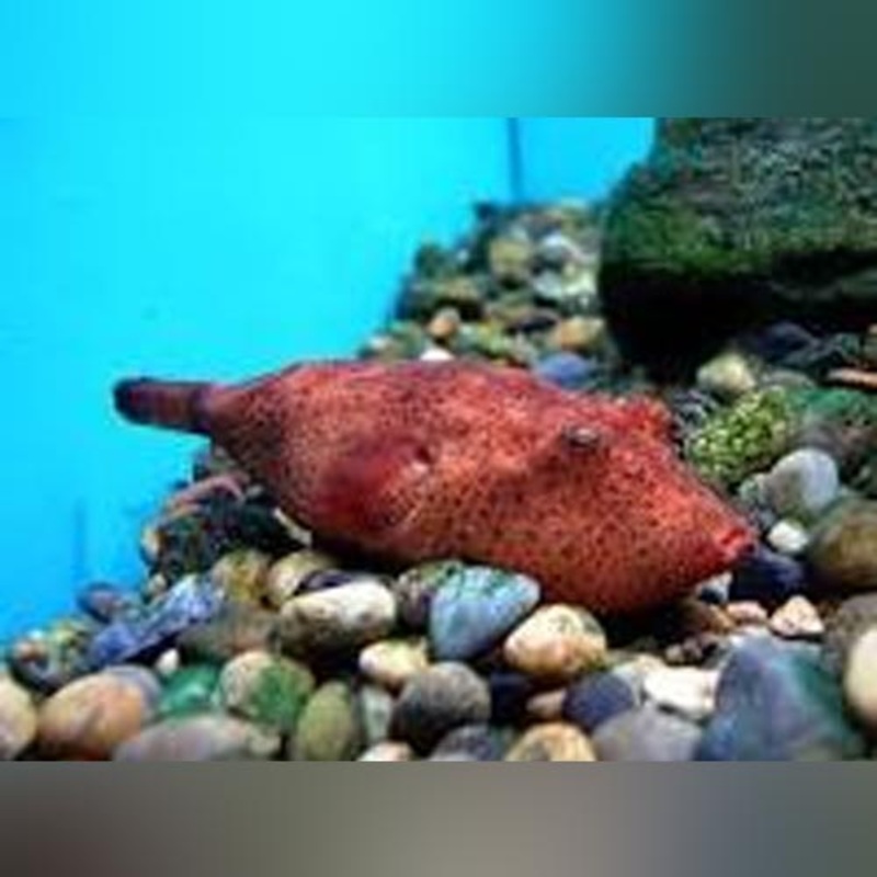 Miurus Puffer