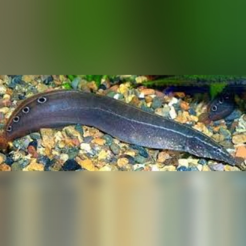 Peacock Eel Striped