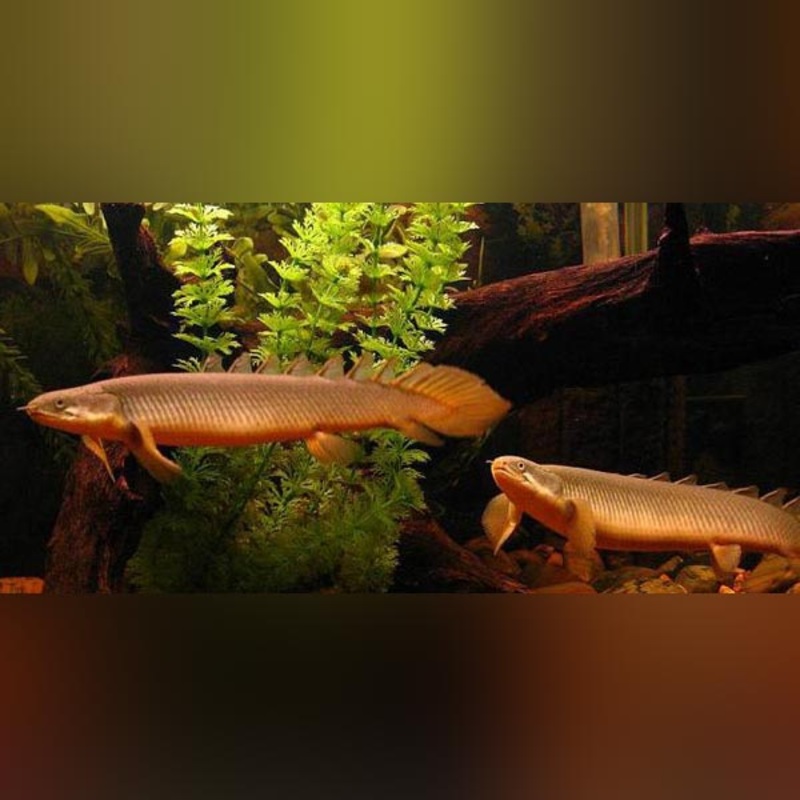 Senegalese Bichir