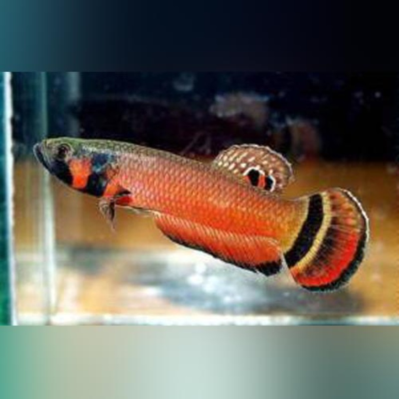 Betta Macrostoma (Pair)