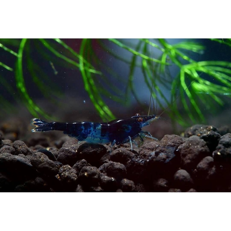 Black and Blue Rili Shrimp