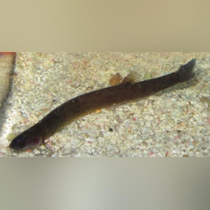 Black Khuli Loach