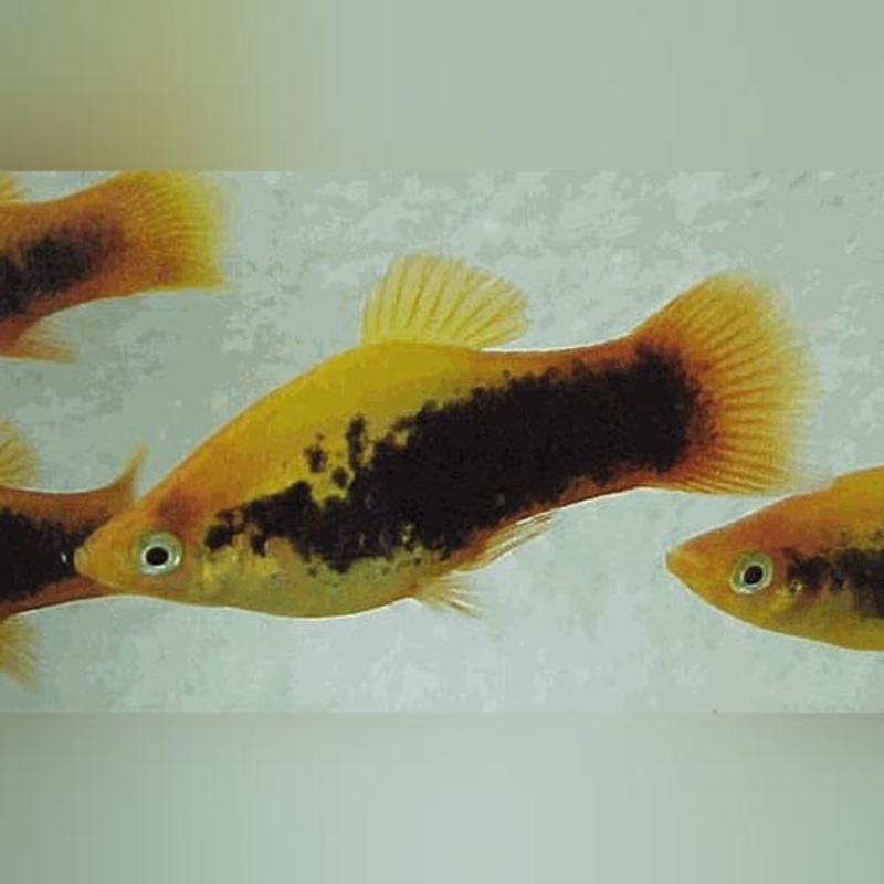 Calico Sunburst Platy