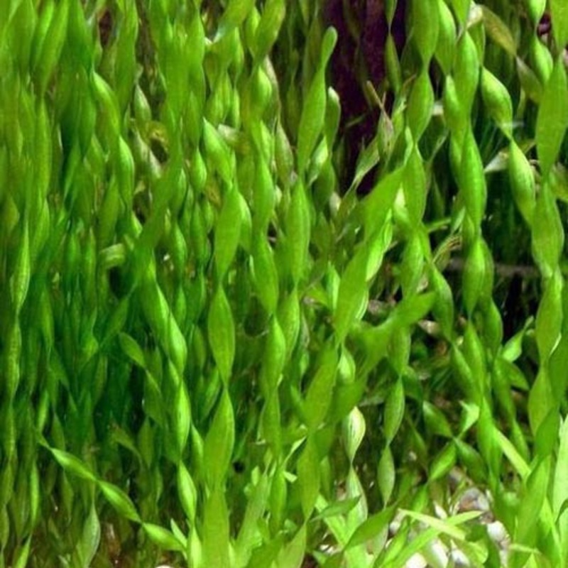 Contortion vallisneria