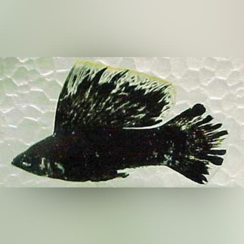 Dalmation Sailfin Molly  (Pair)