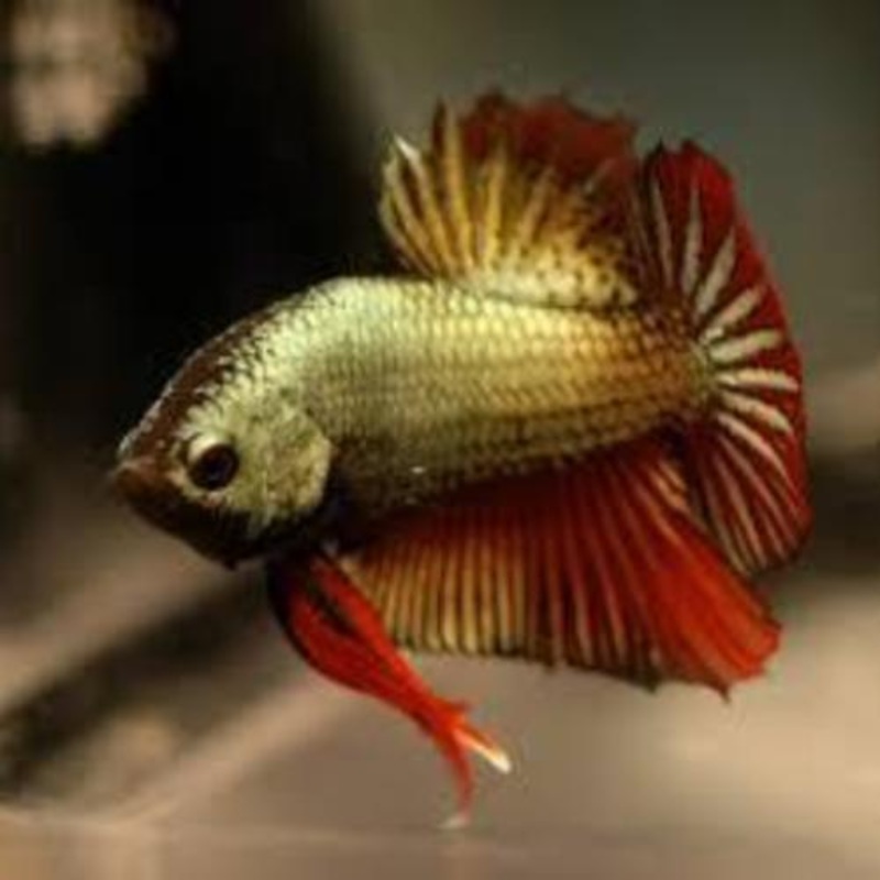 Dragon Scale Show Betta