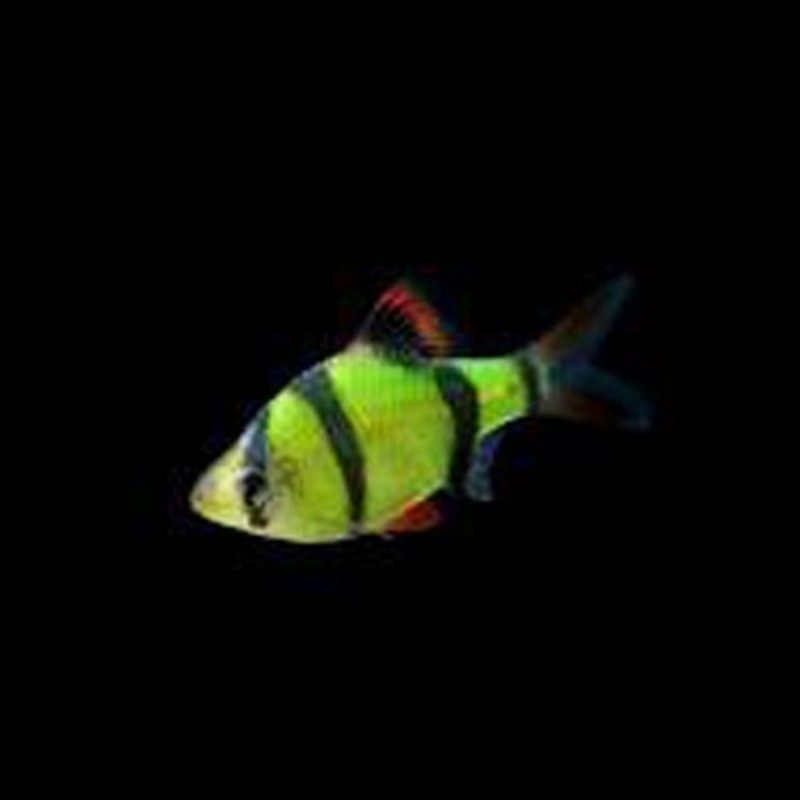 Electric Green Glofish Barb
