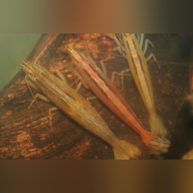 Flower (Bamboo) Shrimp