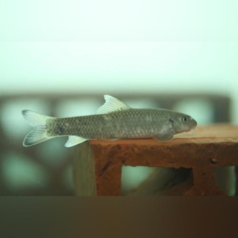 Foot Cleaner Goby