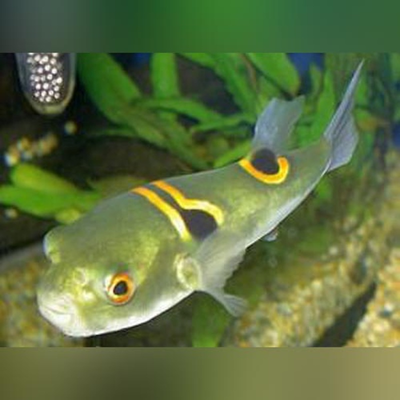 Fugu Saddle Puffer