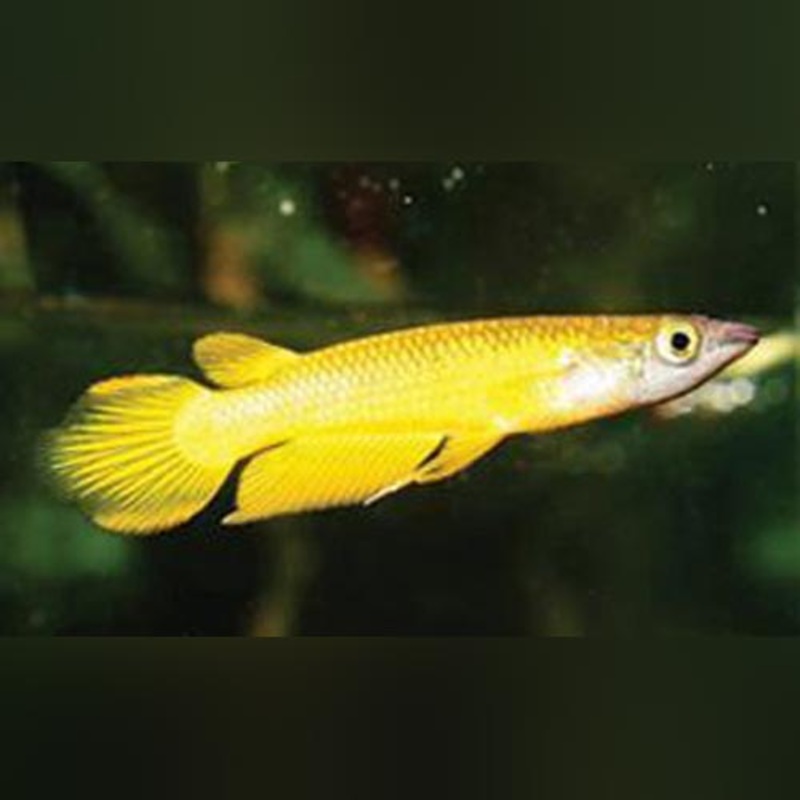 Gold Wonder Killifish