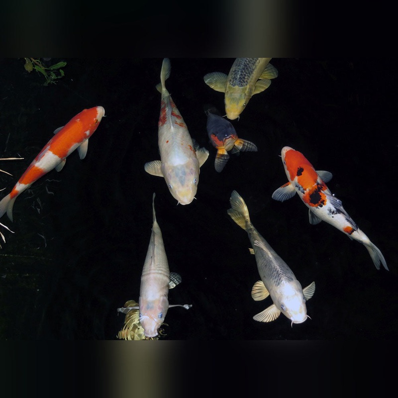 Koi  3-4"