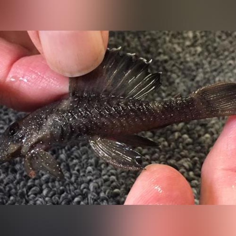 L-183 Starlight Bristlenose Pleco