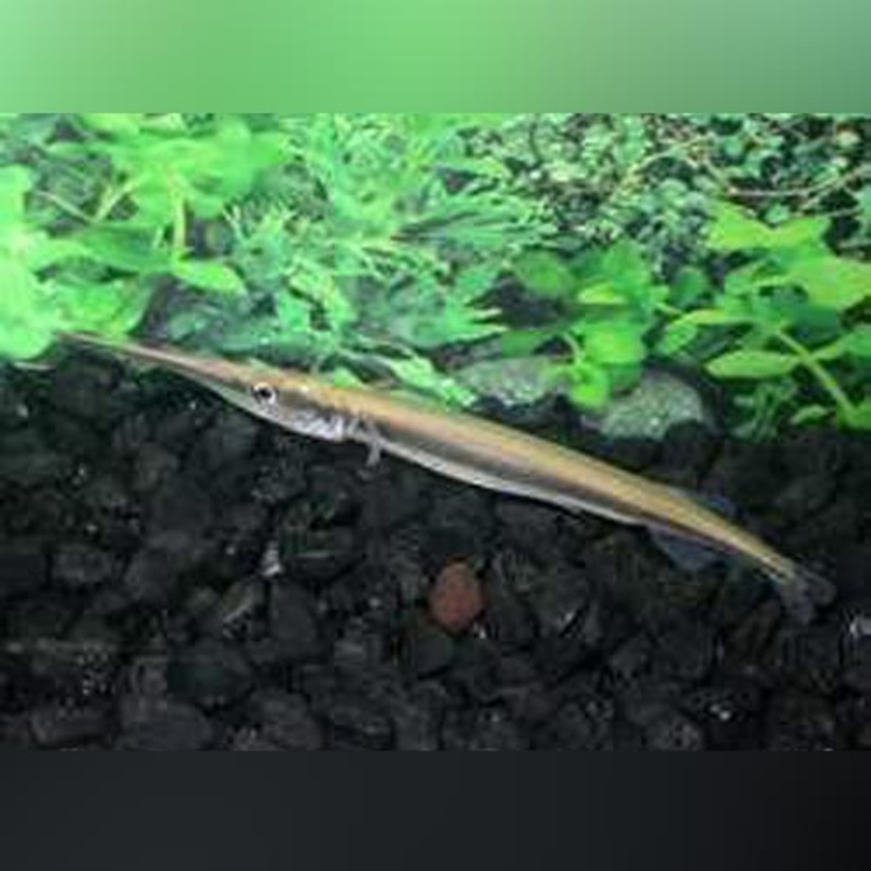 Needle Nose Gar