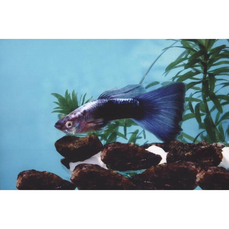 Neon Blue Tuxedo Guppy (Pair)