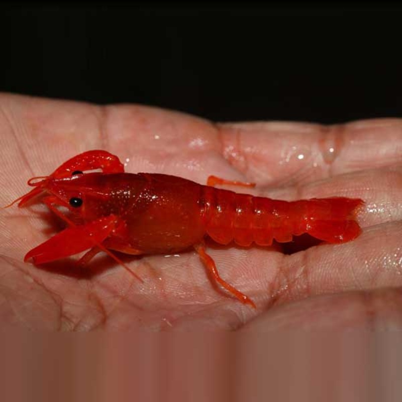 Neon Red Lobster