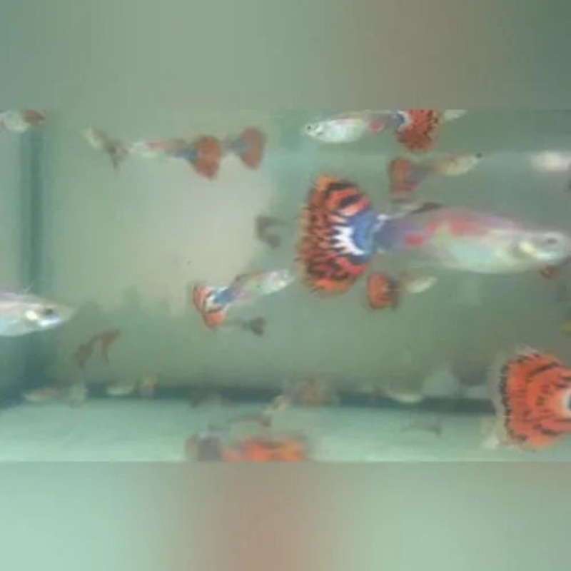 Orange Variegated Guppy (Pair)