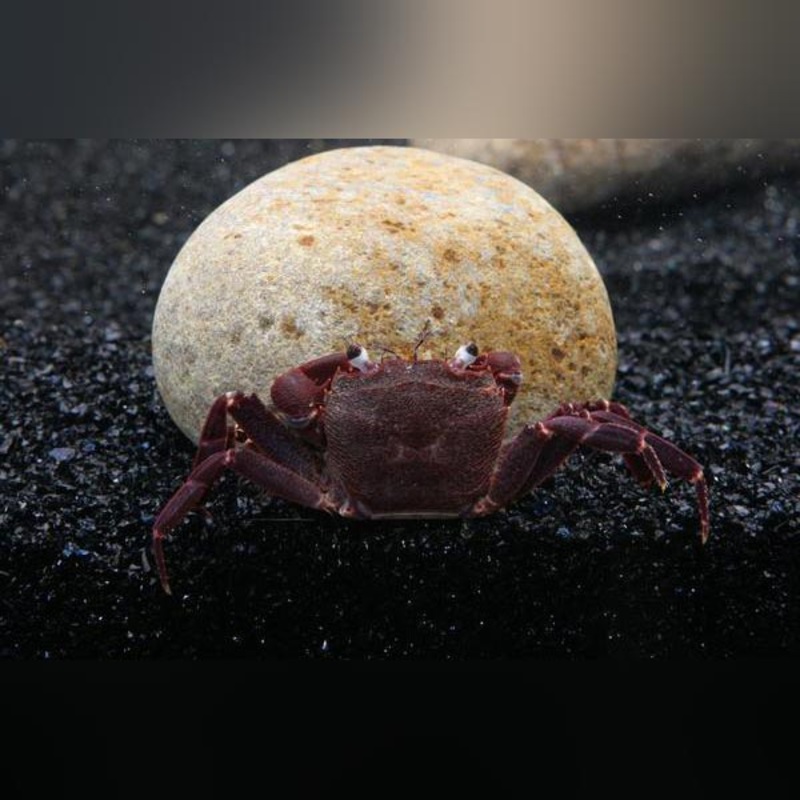 Purple Matano Crab
