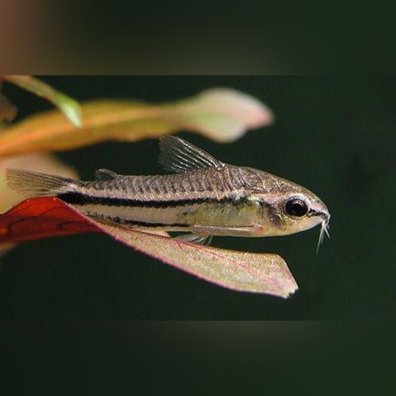 Pygmy Cory